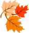 Leaf Graphic
